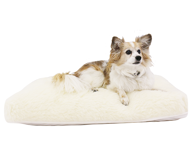 Natural latex best sale dog bed